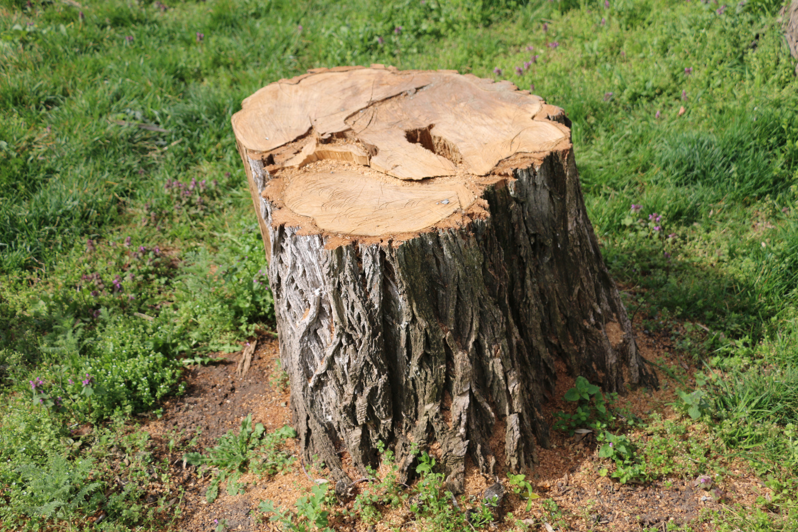 Tree stump